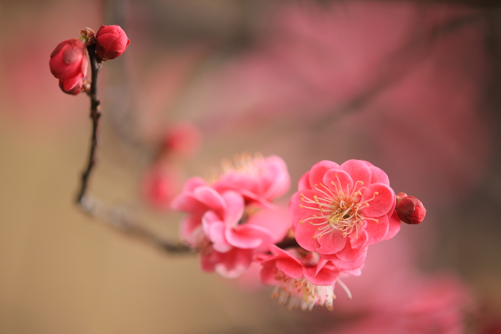 春告げ花