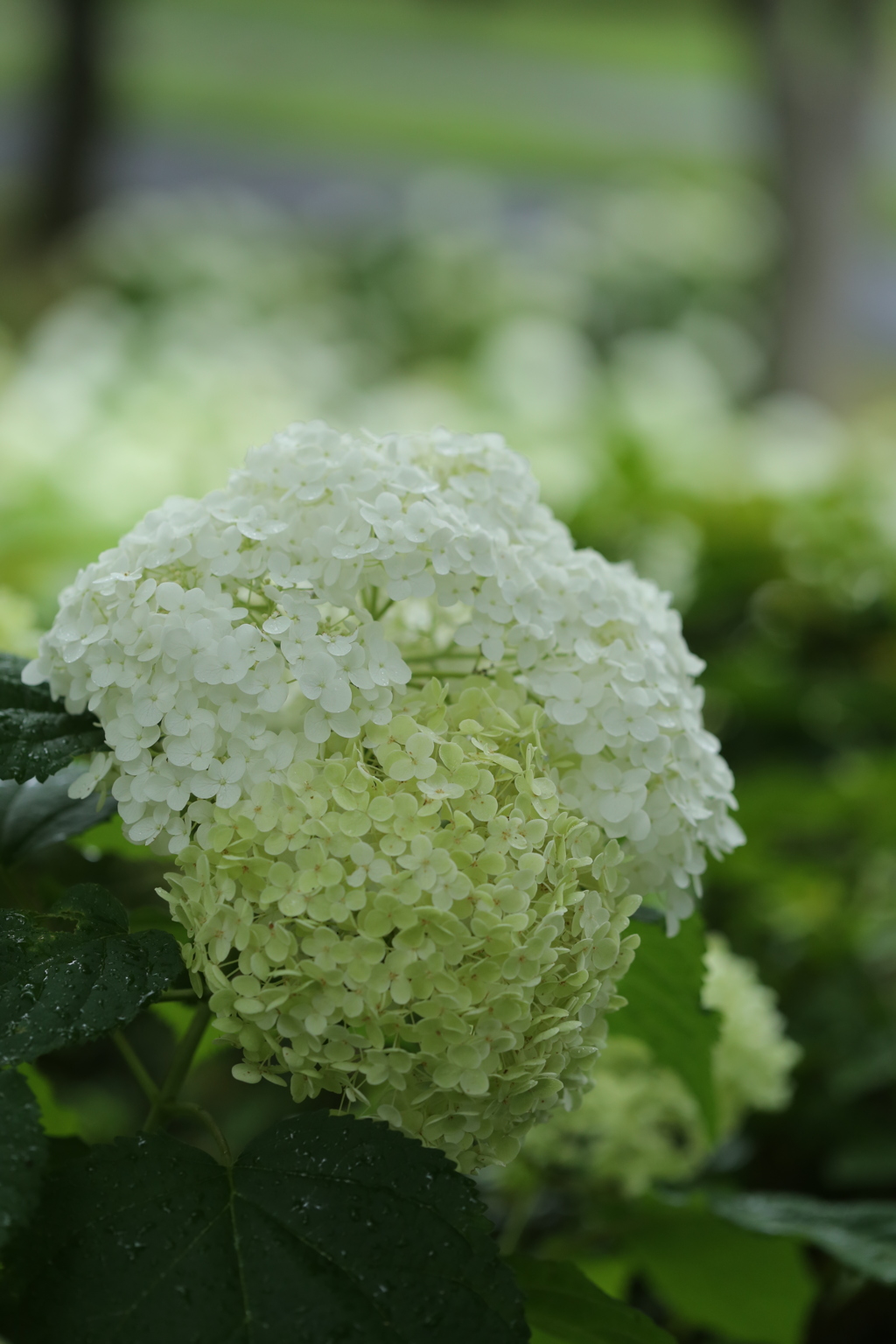 白い紫陽花