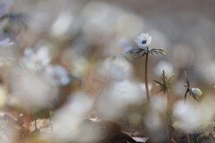 雪中セツブンソウⅡ