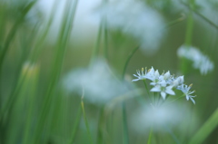 にらの花