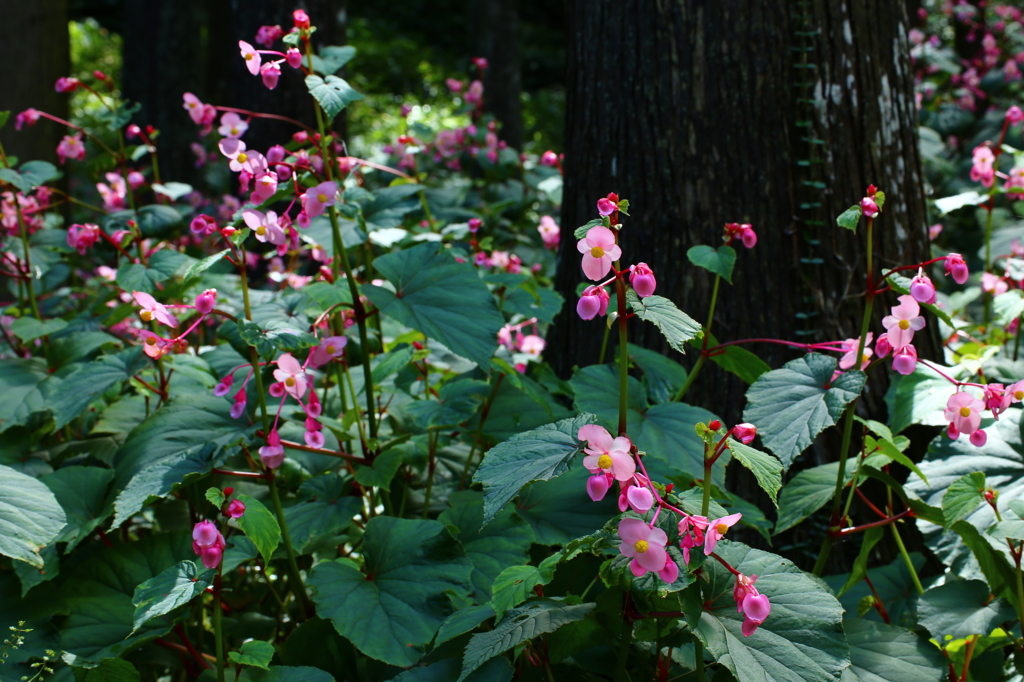 シュウカイドウ