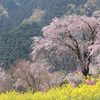 美麗