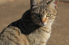 コラッ、無断で撮るな！