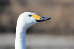 白鳥の川