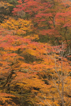 有間渓谷の秋
