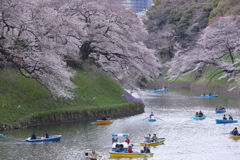 桜満開　湖面も満開