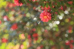 春への歩みⅡ