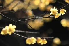 春を待つ