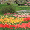春の花園