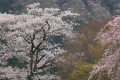 春爛漫