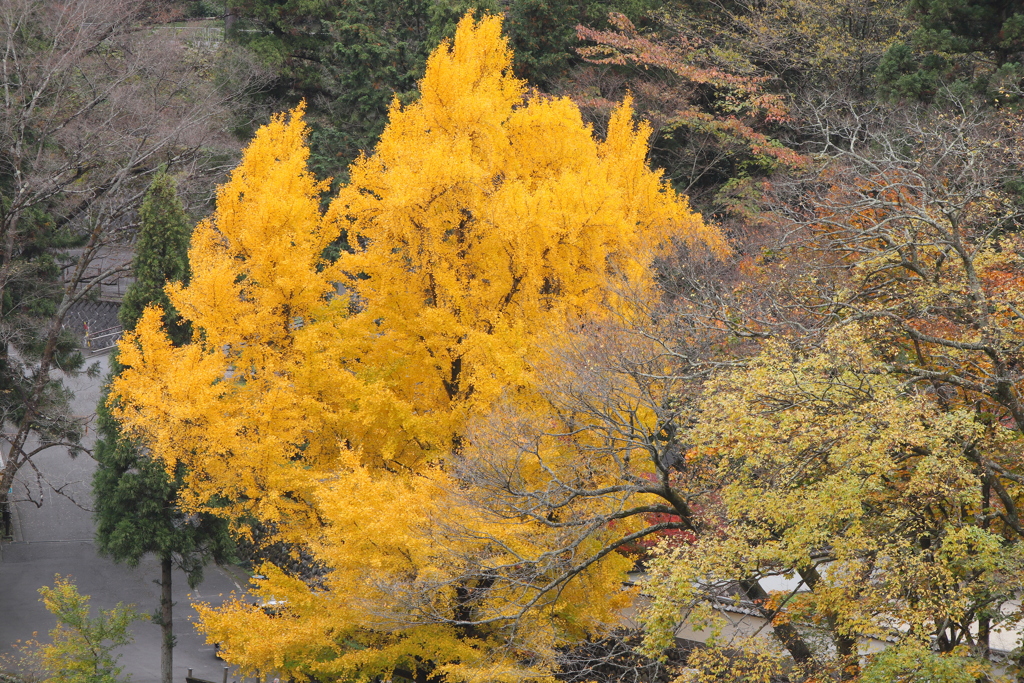 御岳の秋色Ⅱ