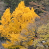 御岳の秋色Ⅱ