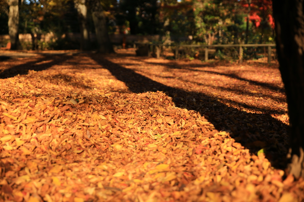 公園紅葉景色