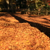公園紅葉景色