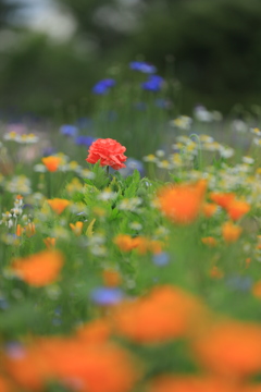 ブーケガーデンⅡ