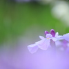雲上のハナショウブ