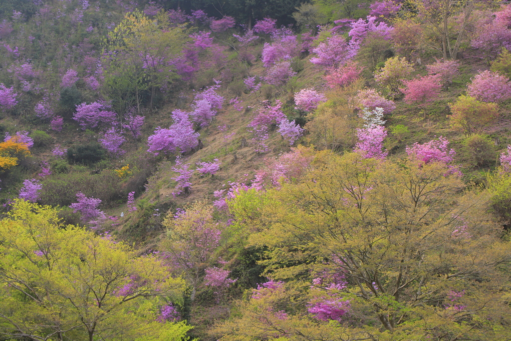 春爛漫