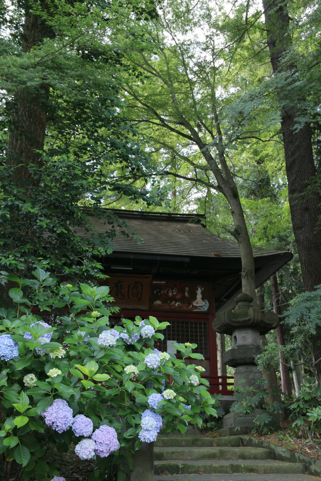 閻魔堂と紫陽花