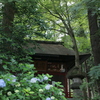 閻魔堂と紫陽花