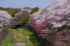 花盛り