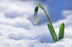 雪ドロップ