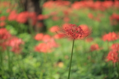 彼岸花