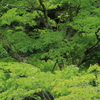 渓谷の春Ⅱ
