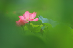 幻影