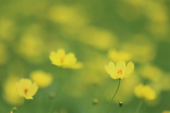 秋への装いⅡ