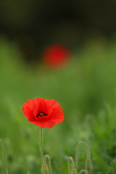 情熱の花