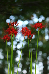 曼珠沙華