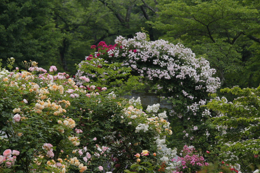 バラ園