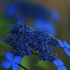 紫陽花
