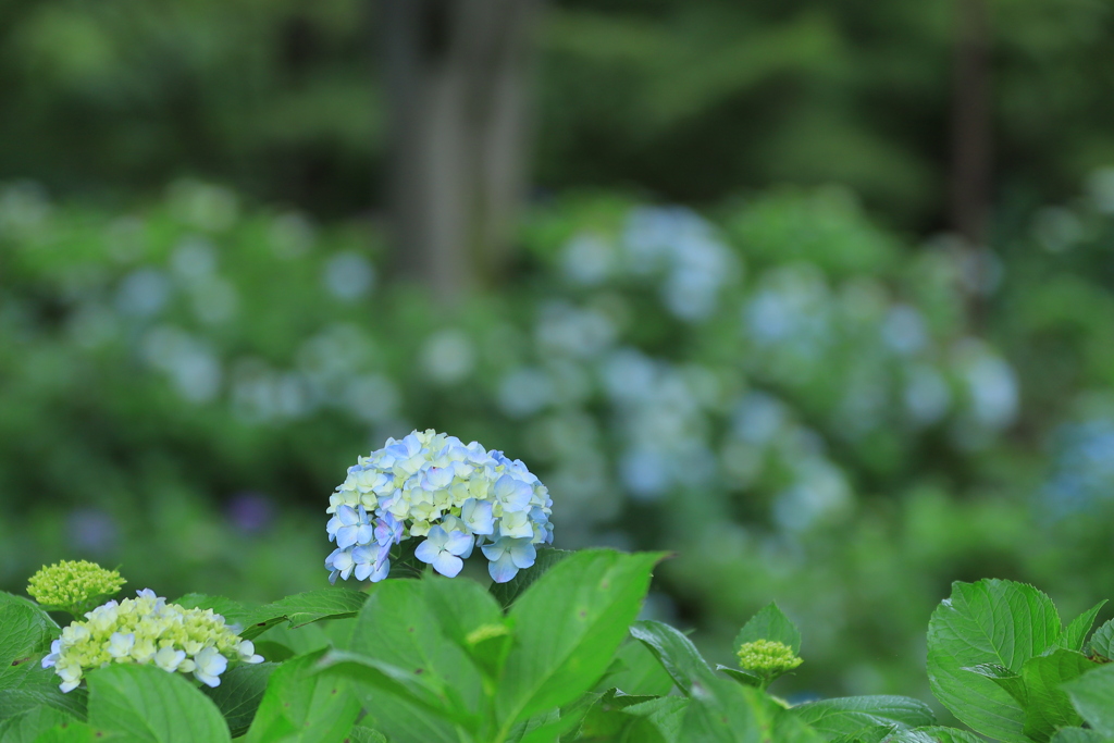 紫陽花の園（ｆ２．８）