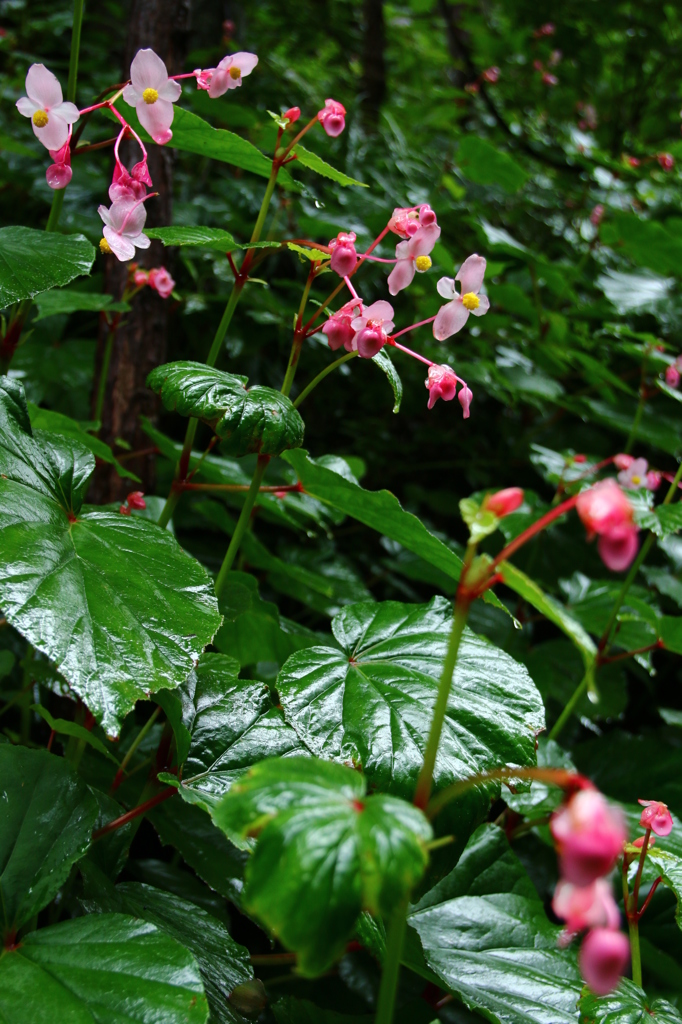 シュウカイドウ（群生）