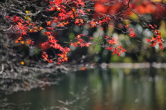 公園紅葉景色