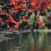 公園紅葉景色