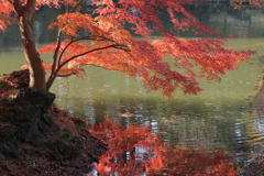 水辺の紅葉