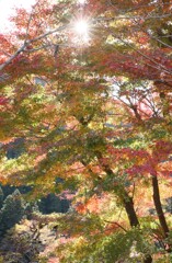 秋の有彩色Ⅳ