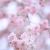 春を楽しむ