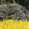 梅・菜の花　コラボⅢ