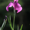 菖蒲