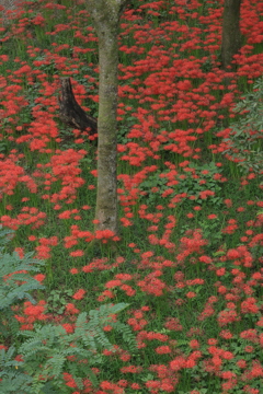 彼岸花