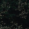 唐草模様