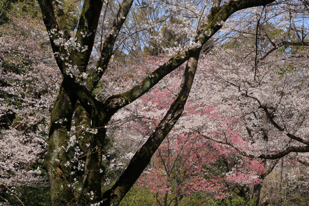 花見撮影
