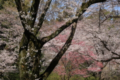 花見撮影