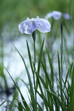 菖蒲