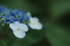 紫陽花