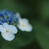 紫陽花