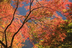 秋の彩Ⅱ
